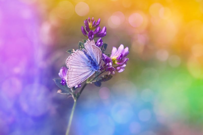 Butterfly Effect Theory